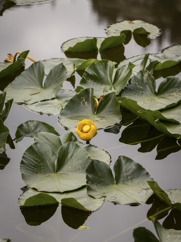 bright yellow flower in pond surrounded by lily pads