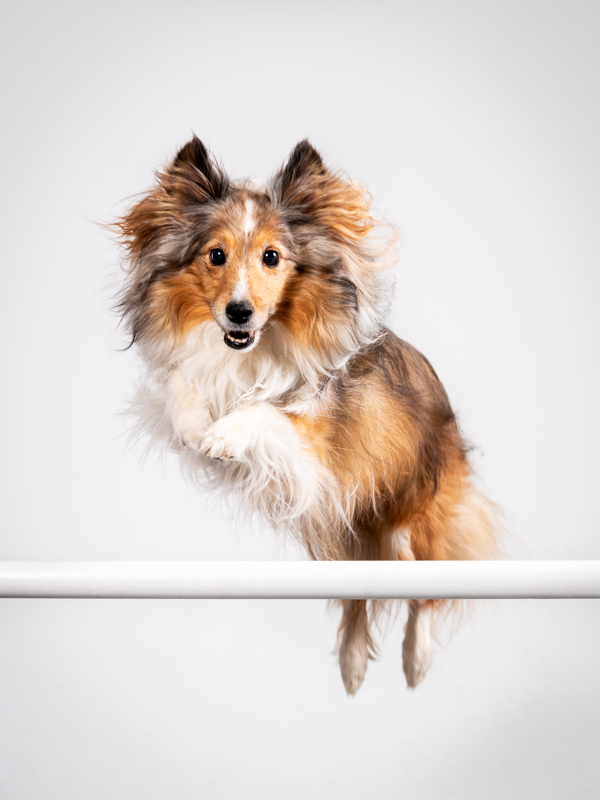 Color; Sable-merle Shetland Sheepdog midair over a white jump on a white background