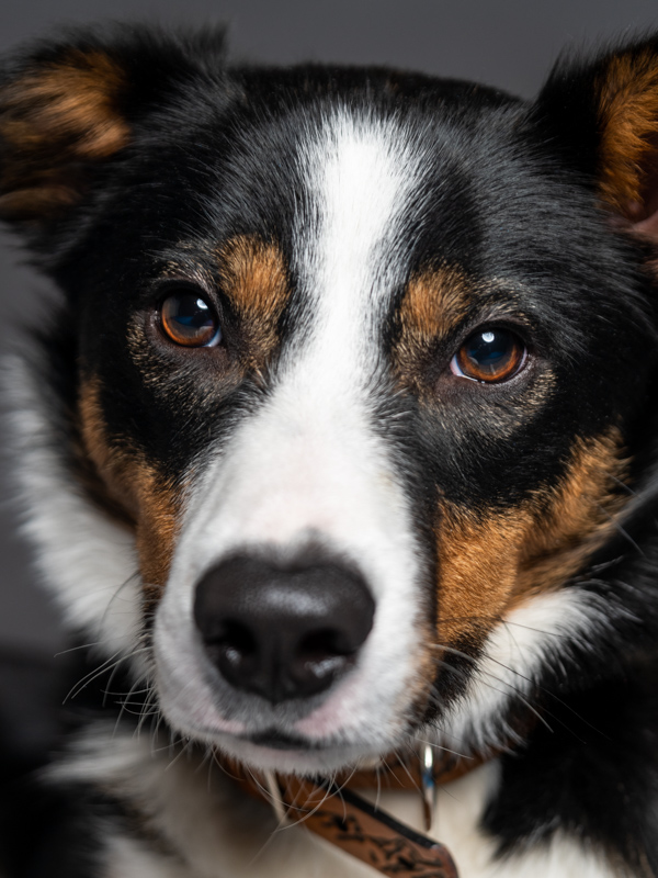 Color; Portrait of a 1-year-old Tri-color Border Collie on a gray background