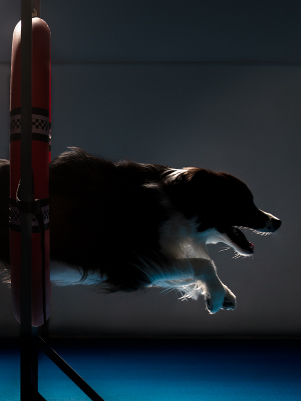 Color; Silhouette of long-haired border collie jumping through a tire jump