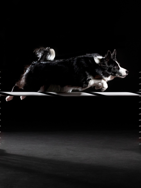 Color; Black and white Border Collie midair over a red jump on a black background