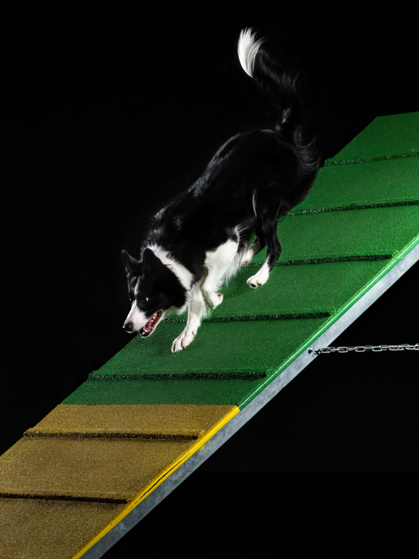 Color; Black and white Border collie running on a downward incline (a-frame)