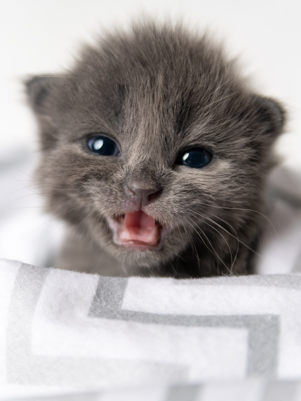 Color; 4-week-old gray kitten, wrapped in a blanket, meowing on a white background