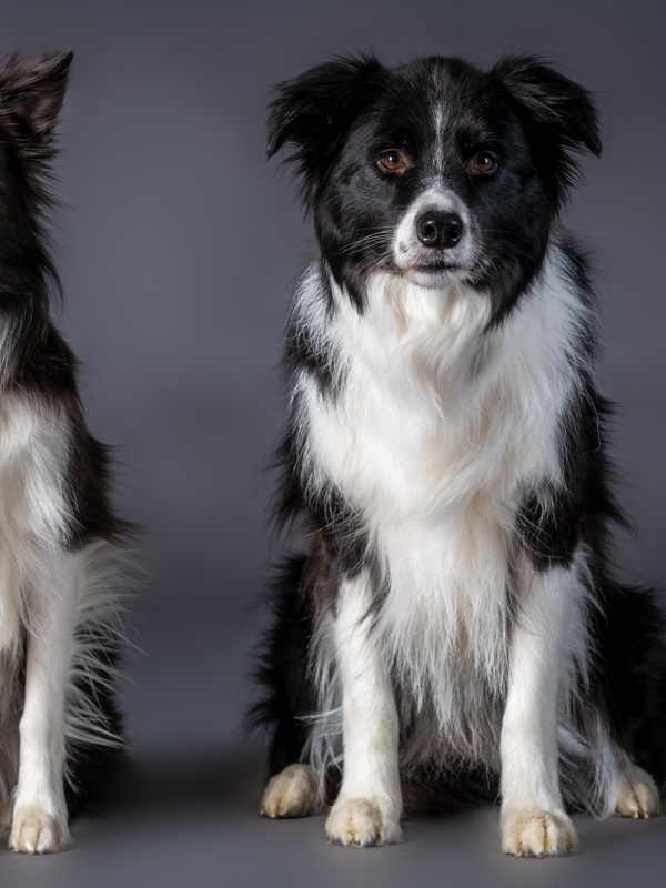 Color; Portrait of two border collies on a gray background